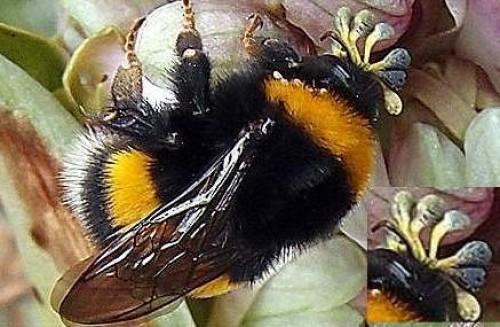 pollinisation d'une Barlia Robertiana