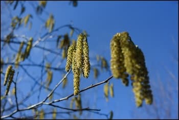 Le risque d'allergie aux pollens explose en France